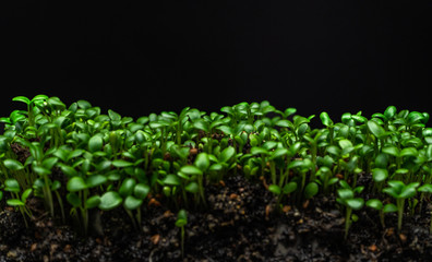 Growing from the soil seeds of clover on black background, day 6 th