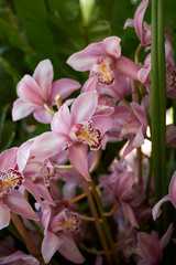 Cymbidium