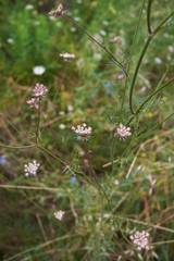 Daucus carota