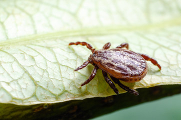 A dangerous parasite and infection carrier mite sitting on a green leaf