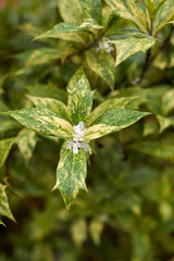 Osmanthus heterophyllus
