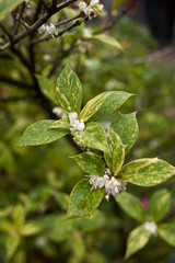 Osmanthus heterophyllus