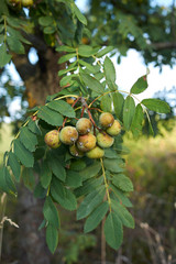 Sorbus domestica