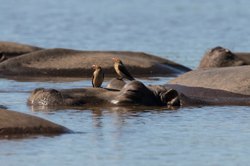 Fototapeta premium Hippopotame, Hippopotamus amphibius, Piqueboeuf à bec rouge, Red billed Oxpecker, Buphagus erythrorhynchus, Afrique du Sud