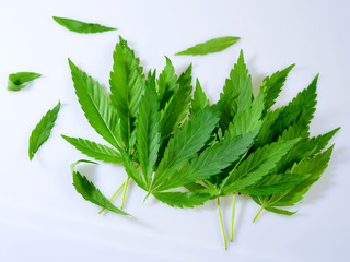 Stack of fresh green Cannabis marijuanna leafs on a white background