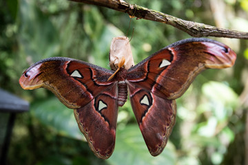 closeup of a beautiful butterflycloseup of a beautiful butterfly