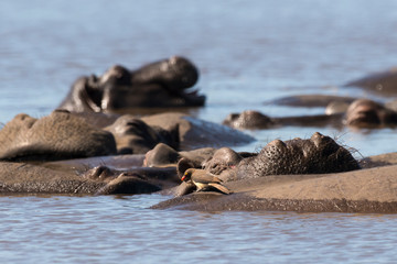 Fototapeta premium Hippopotame, Hippopotamus amphibius, Piqueboeuf à bec rouge, Red billed Oxpecker, Buphagus erythrorhynchus, Afrique du Sud