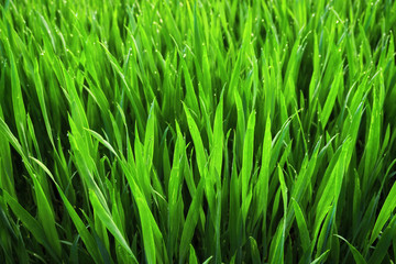 Fototapeta na wymiar Closeup of lush uncut vibrant green grass on a field in soft morning light 