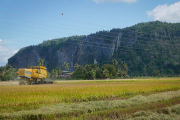 Fototapeta na wymiar Harvester tractor working at paddy field.