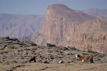 Ziegen auf der Suche nach Futter auf dem Jebel Shams