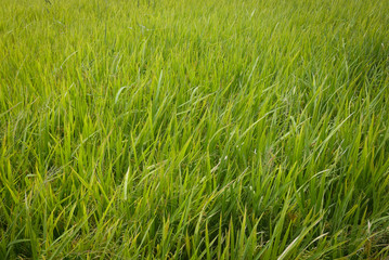 Close up view of a paddy field on a bright sunny day.