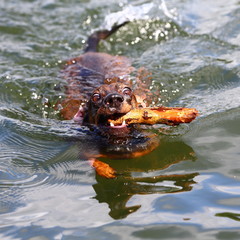 brown dachshund retrieving a stick from the water