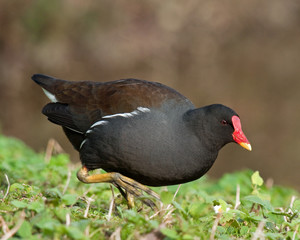 moorhen