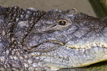 portrait of a dangerous crocodile