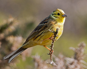 Yellowhammer on a branch