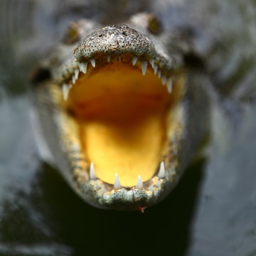 jaws and teeth of a crocodile