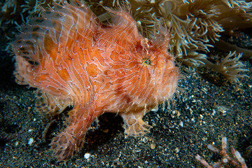Striped Frogfish (Antennarius striatus)