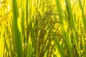 RICE ORYZA SATIVA TREE PLANT IMMATURED WITH ITS RICE SEEDS PADDY IN CULTIVATED LAND FIELD INDIA