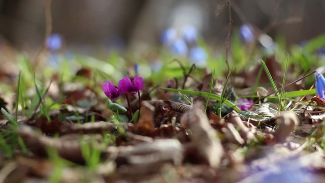 Forest Floor in Spring