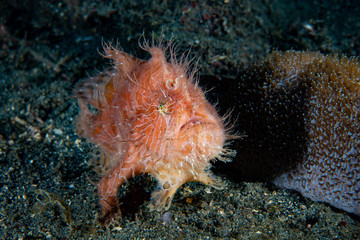 Striped Frogfish (Antennarius striatus)