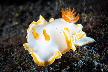 Ardeadoris cf. averni