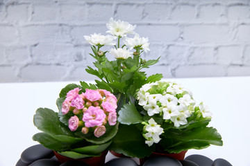 Small white and pink flowers next to black spa stones.