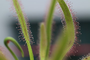 Carnivorous Plant feeds insects fly trapped insect