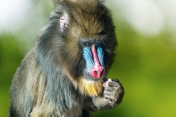Portrait of male mandrill monkey with red nose.