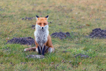A beautiful fox sitting on the field.