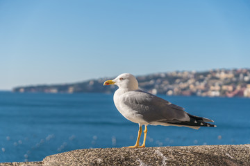 Fototapeta na wymiar Seagull bird is standing near sea. City in background.