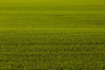Obraz na płótnie Canvas Sprouts of winter wheat sprouted in an endless field
