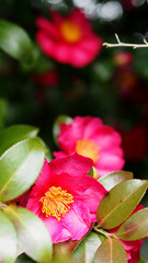 Obraz na płótnie Canvas Magenta pink camellia blooming in oriental Japanese garden