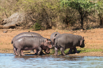 Hippopotame, Hippopotamus amphibius, Piqueboeuf à bec rouge, Red billed Oxpecker, Buphagus erythrorhynchus, Afrique du Sud