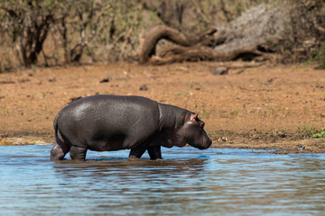 Hippopotame, Hippopotamus amphibius, Afrique du Sud