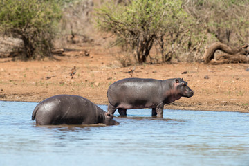 Hippopotame, Hippopotamus amphibius, Afrique du Sud