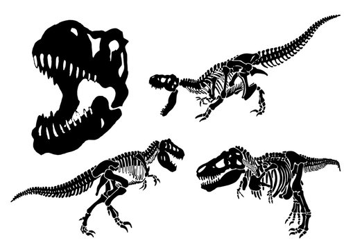 Graphical set of tyrannosaurus skeletons isolated on white background,vector illustration,paleontology
