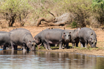 Hippopotame, Hippopotamus amphibius, Afrique du Sud