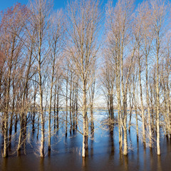Naklejka na ściany i meble poplars in floodplanes of river Waal in the netherlands under blue sky after sunrise