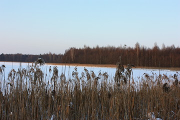 flock of birds on lake