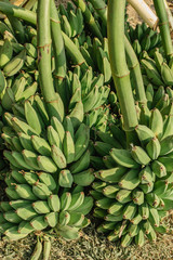 Harvesting banana trees. Bunch of banana. Fresh green banana for export.