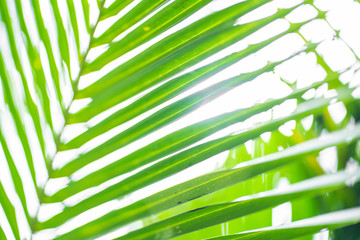 Rays of the sun through palm leaves. Soft focus. Jungle nature. Close-up of a saturated green palm leaf.