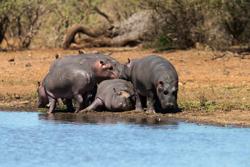 Hippopotame, Hippopotamus amphibius, Afrique du Sud