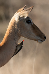 Piqueboeuf à bec rouge, Red billed Oxpecker, Buphagus erythrorhynchus, Impala, femelle, Aepyceros melampus