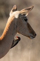 Piqueboeuf à bec rouge, Red billed Oxpecker, Buphagus erythrorhynchus, Impala, femelle, Aepyceros...
