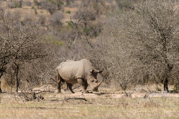 Obraz na płótnie Canvas Rhinocéros blanc, white rhino, Ceratotherium simum, Parc national Kruger, Afrique du Sud