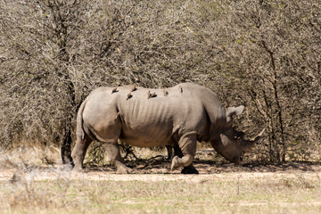 Obraz premium Rhinocéros blanc, white rhino, Ceratotherium simum, Parc national Kruger, Afrique du Sud