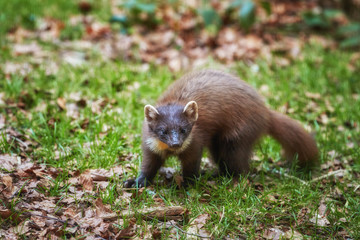 European pine marten, Martes martes, slender forest beast in spring forest. European forest animal in ist typical environment. European highland biotope and its animals.