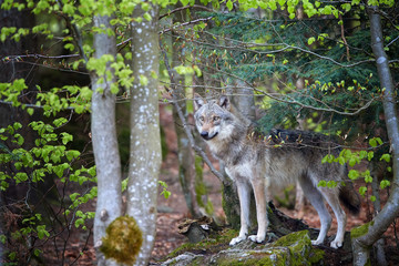 Eurasian wolf, Canis lupus, female in spring european forest. Wolf in its biotope. East europe.