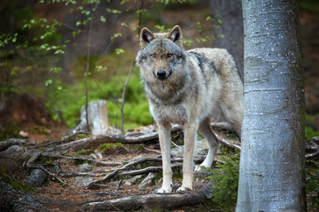 Eurasian wolf, Canis lupus, alpha male in spring european forest, staring directly at camera. Wolf in its biotope. East europe.