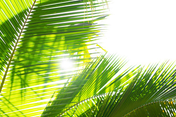 Rays of the sun through palm leaves. Soft focus. Jungle nature. Close-up of a saturated green palm leaf.